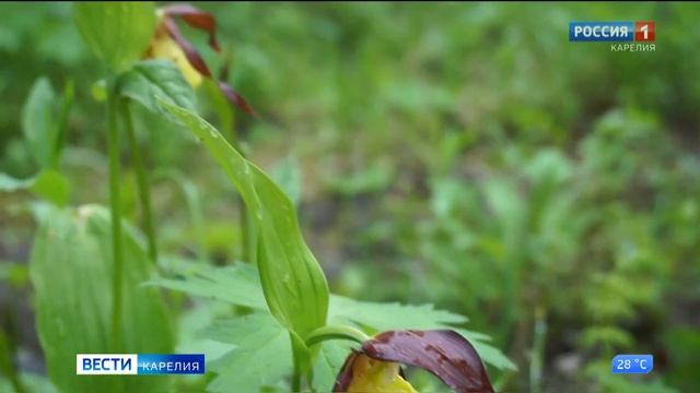 Июнь — время цветения венериного башмачка смотреть онлайн