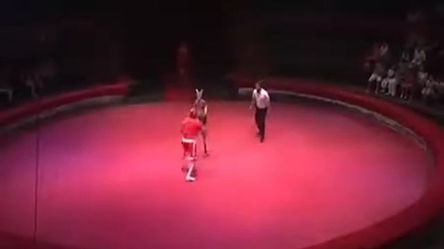 Бокс. Кенгуру против бойца смотреть онлайн