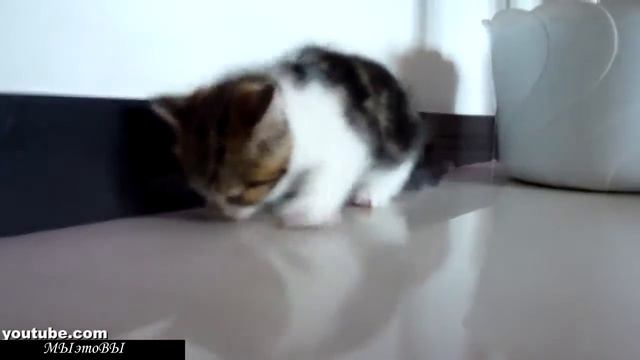 Кот Фристайлер!!! смотреть онлайн