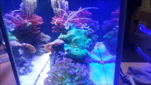 Fluval Spec V Pico Reef at Elite Reef of Denver, Colorado смотреть онлайн