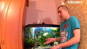 Грунт для аквариума, какой лучше выбрать аквариумный грунт! Камни, коряги, декорации  для аквариума