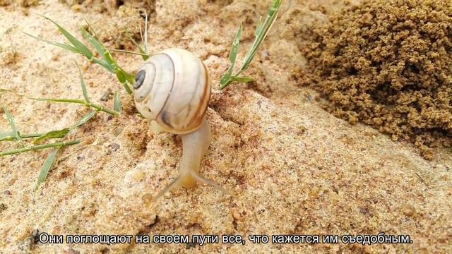 Зачем акула выплевывает свой желудок