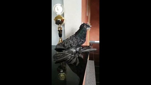 ДВУХЧУБЫЕ ЧЕЛКАРИ / МРАМОРНЫЕ ГОЛУБИ / PIGEONS / TAUBE смотреть онлайн