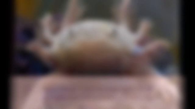 Аксолотль содержание в домашних условиях. Фото водяного дракона. смотреть онлайн