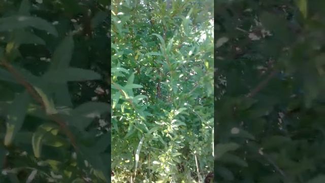 Гранат в условиях Краснодарского края смотреть онлайн