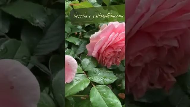 Дом Своими Руками