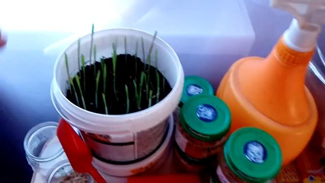 Яйца архахатин вылупились! Шалфей, Масяня и Босс!!!