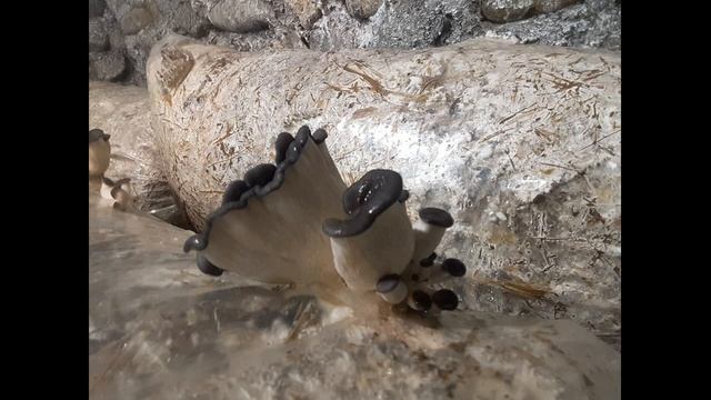 Шляпка вешенки завернута вверх или вниз. The cap of the oyster mushroom is turned up or down. Spore смотреть онлайн