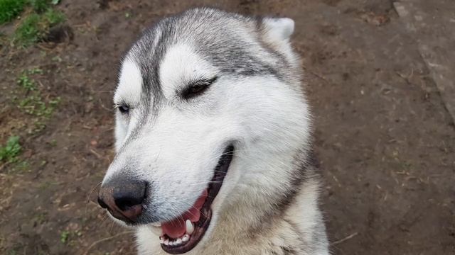 #huskiesterra, #husky, #хаски Хаски без Ушей но с улыбкой :)