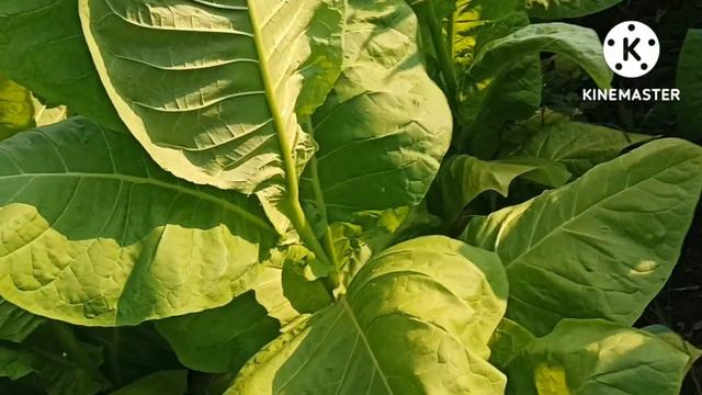 Обзор табака 04.07.2022, обработка от болезней и вредителей. смотреть онлайн