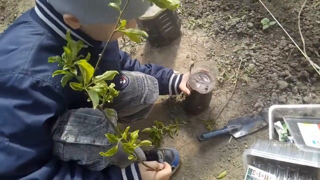 Как укоренить ветку сливы смотреть онлайн