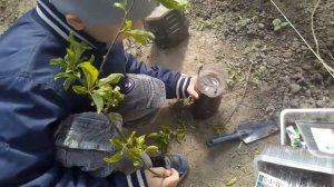 Как  укоренить ветку сливы