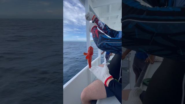 Рыбалка на Мальдивах fishing in the Maldivian #maldives #мальдивы смотреть онлайн