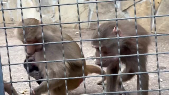 Гамадриленок Степочка ЕДЕТ ЗНАКОМИТЬСЯ с гамадриленком Семочкой))) смотреть онлайн