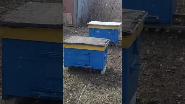 Подкормка пчёл сухим молоком.. смотреть онлайн