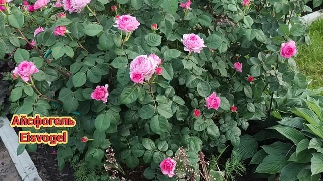 ОБЯЗАТЕЛЬНО ПОСАДИТЕ ЭТИ РОЗЫ, ОНИ НЕ ПОДВЕДУТ. смотреть онлайн