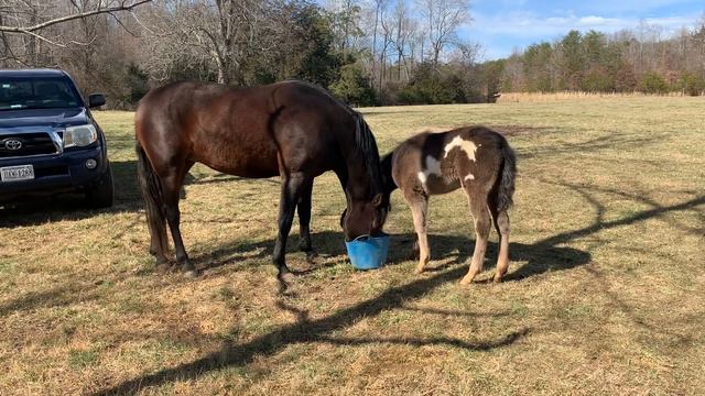 Ranger Loses His Man Hood.  Being Castrated.