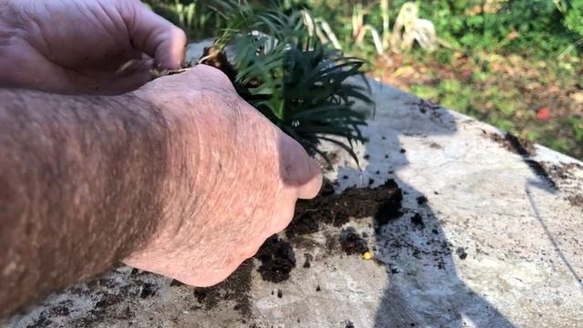 How to Grow Dwarf Mondo Grass Between Pavers or Stepping Stones. смотреть онлайн