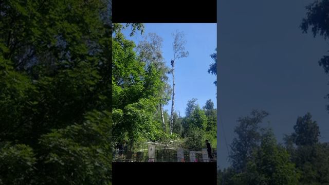 Спил сложной берёзы