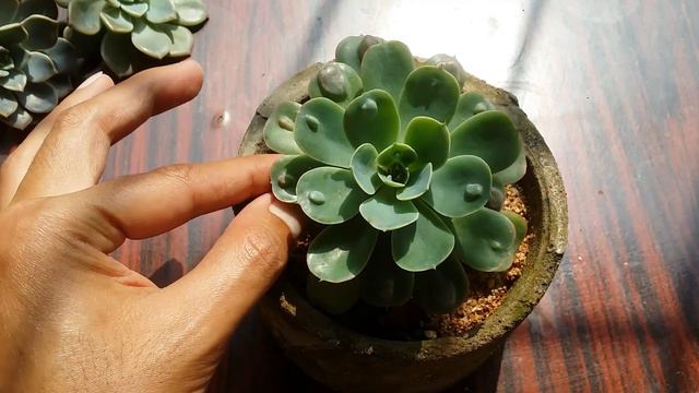 ECHEVERIA RAIN DROPS || CARE TIPS смотреть онлайн