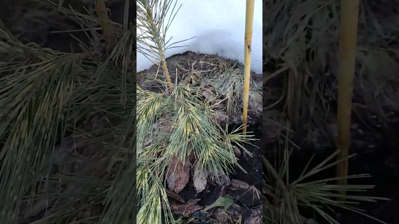 сосна глаз дракона