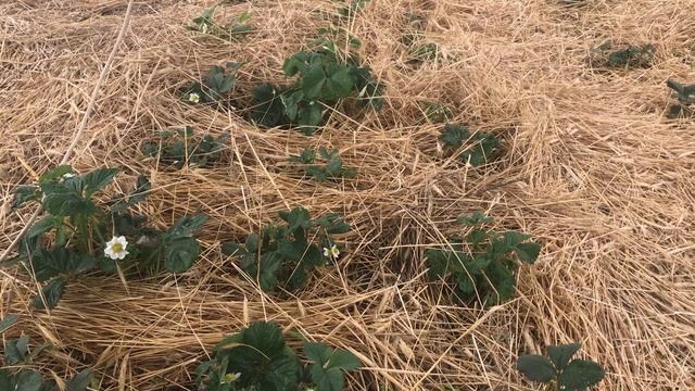 Фитоверм . смотреть онлайн