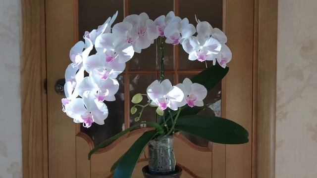 50 МЛ ЧУДО-СЫВОРОТКИ ДЛЯ ОРХИДЕИ! 3 ЦВЕТОНОСА, 25 ЦВЕТОВ И УЙМА КОРНЕЙ! РЕЗУЛЬТАТ??? РАСКОЧЕГАРЬ ЕЁ смотреть онлайн