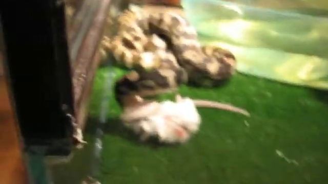 Змея и мышка 3.avi смотреть онлайн