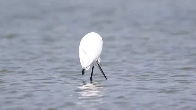 Малые белые цапли смотреть онлайн