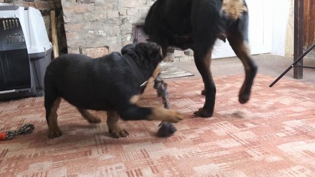 Щенок Ротвейлера Конор 3 месяца со своей мамой Мираной смотреть онлайн