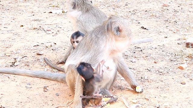#Monkey And Baby Monkey Eating Lotus Fruit Together  #蓮の実を一緒に食べる猿と子猿