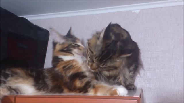 WELLSPRING Cattery With Love!.wmv смотреть онлайн