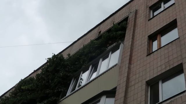 VLOG Выбираем диван или уголок. Готовлю сырники смотреть онлайн