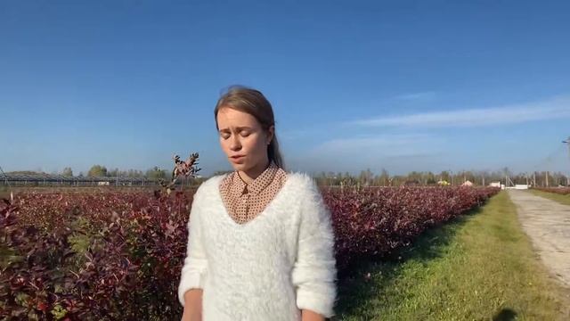 Когда садить голубику? смотреть онлайн