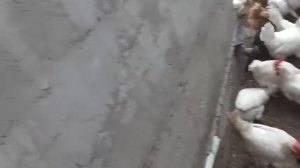 Наши куры супер несушки.