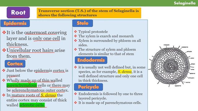 Selaginella (Pteridophytes) internal structure Urdu/Hindi by Mushtaq saqib смотреть онлайн