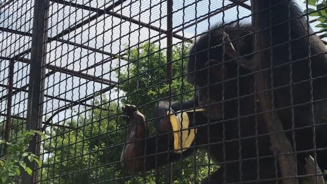 Шимпанзе Сеня угостился бананом) Тайган Chimpanzee Senya treated himself to a banana) Taigan смотреть онлайн