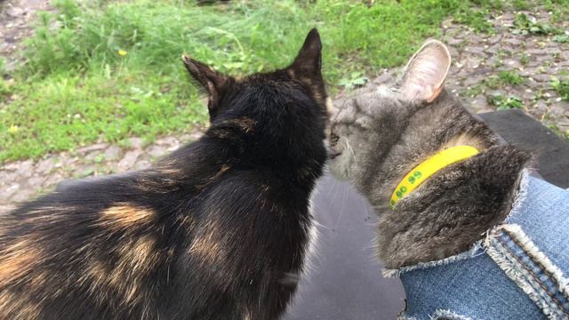 Делаю клумбу для петунии и настурции смотреть онлайн