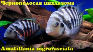 Чернополосая цихлазома
