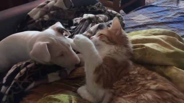 Бультерьер и кот смотреть онлайн