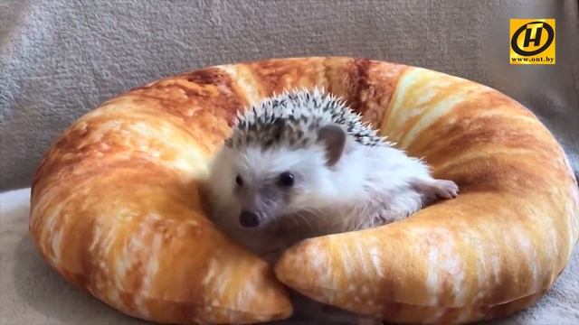 Африканские ёжики. Хотите завести такого питомца? Трижды подумайте, и вот почему смотреть онлайн