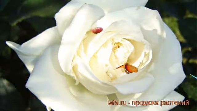 Роза чайно-гибридная Бианка ? чайно-гибридная роза Бианка обзор: как сажать, саженцы розы Бианка смотреть онлайн