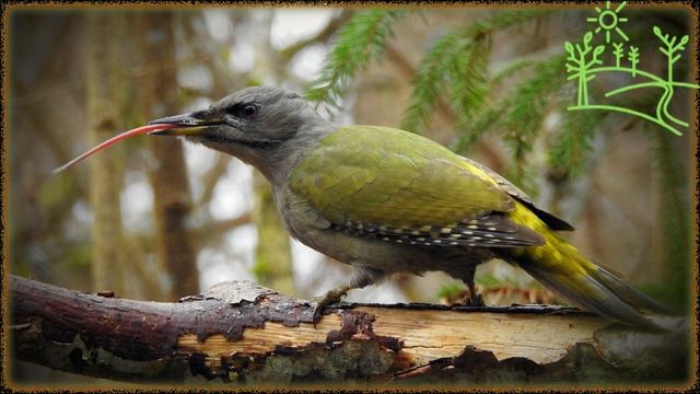 Голоса птиц Как поёт Дятел седой (Picus canus).mp4 смотреть онлайн