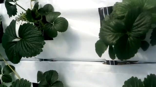 клубника на минеральной вате,ягоды созреют смотреть онлайн