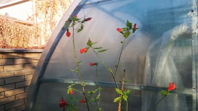 Malvaviscus variegated Мальвавискус вариегатный. осень .2020 смотреть онлайн