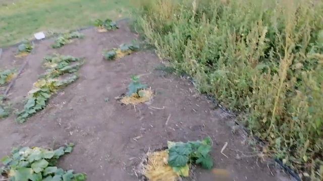Огурцы гибридов Артист, Король Грядки и Арктика. смотреть онлайн
