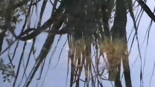 ТРУБОЧНИК!!! Чем кормить рыб!!!Лучший живой корм для аквариумных рыб!!! Трубочник!!! смотреть онлайн