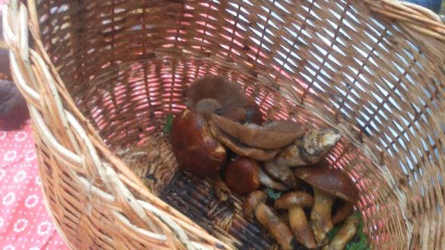 Польские грибы 9 декабря смотреть онлайн