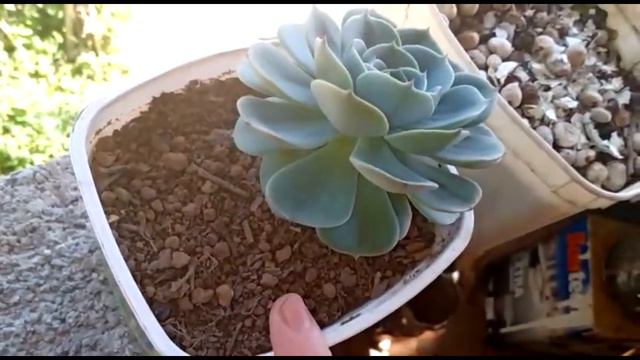 Como cuidar da suculenta echeveria glauca - como estão minhas glaucas - dicas para você com amor смотреть онлайн