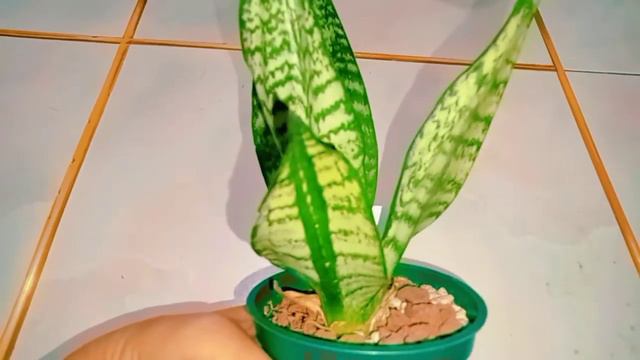 Sanseveria Trifasciata Banded Nelsonii, Day 25 Of My Plant Journey